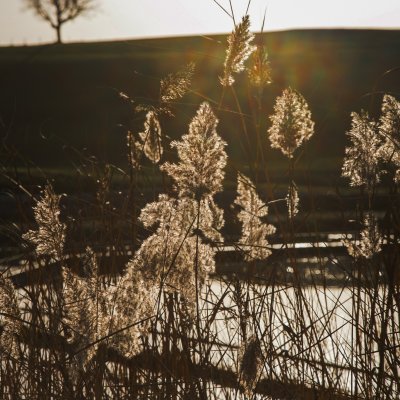 Die Sonne taucht den hotel eigenen See und das mit Schilf bewachsene Ufer in goldenes Herbstlicht.