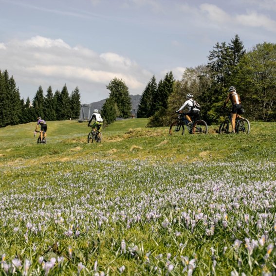 Radfahrer fahren auf ihrer Tour an der frühlingshaften Krokusblüte am Hündle vorbei.