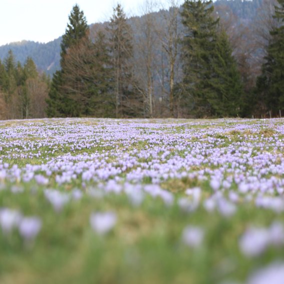 Die Lila Krokusblüten am Hündle erwecken erste Frühlingsgefühle.