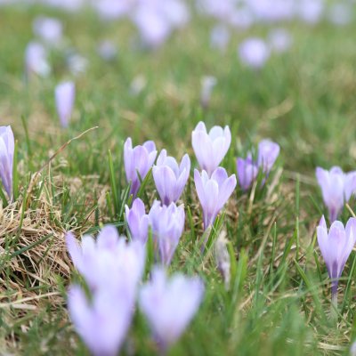 Die Wiese am Hündle ist gefüllt mit lila Krokusblüten.