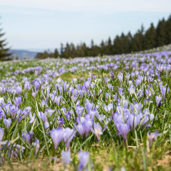 Die Wiese am Hündle färbt sich dank der Krokusblüten im Frühling lila.