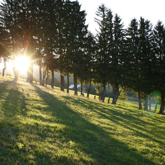 Die Abendsonne scheint durch eine Reihe von Bäumen, an denen Haubers Gäste bei einer Wanderung auf dem Haubers Klimapfad vorbeig Die waagrechten Sonnenstrahlen der Morgensonne bilden lange Schatten