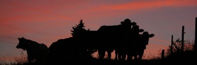 Kühe in der Abendsonne