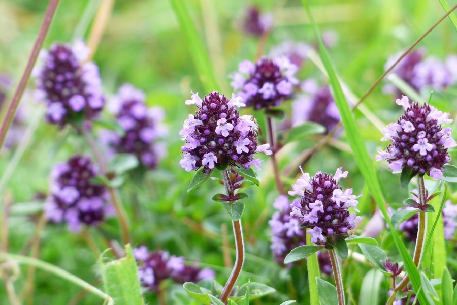 Auf der Kräuterwanderung im Allgäu stoßen Haubers Gäste auf den Quendel oder Feldthymian mit seinen violetten Blüten.