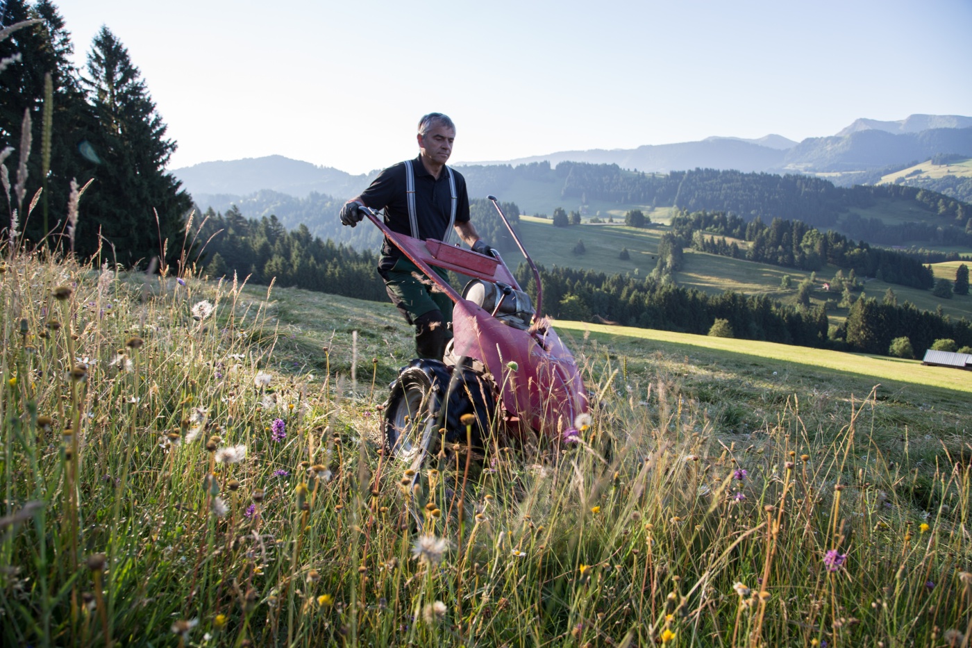 Heuernte 2017-406138 26. Juni 2017 -1