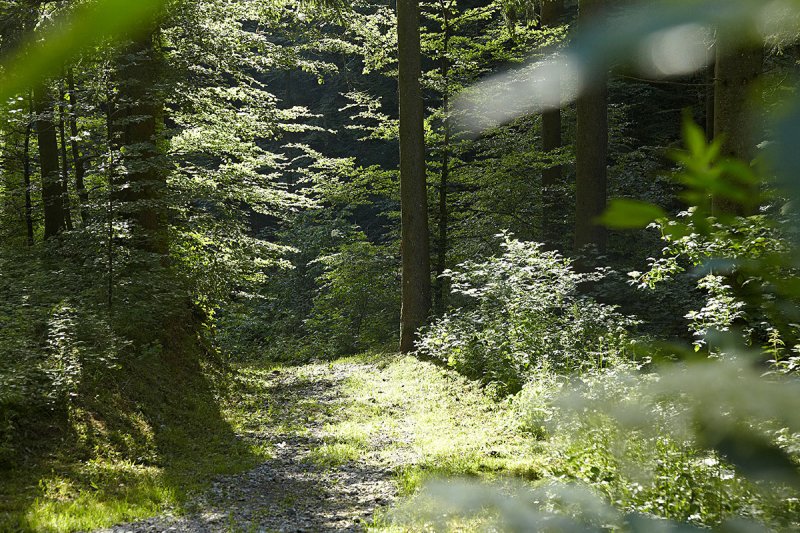 Die Radwege um Oberstaufen führen durch dichte Wälder, sind aber sehr gut ausgeschildert.