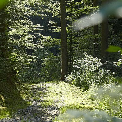 Beim Waldbaden wandeln Haubers Gäste durch die Wälder von Oberstaufen und kehren hungrig ins Gourmethotel zurück.