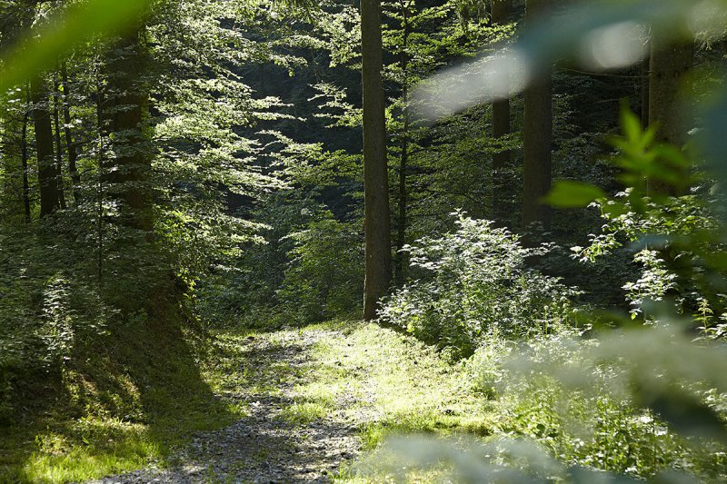 Beim Waldbaden wandeln Haubers Gäste durch die Wälder von Oberstaufen und kehren hungrig ins Gourmethotel zurück.