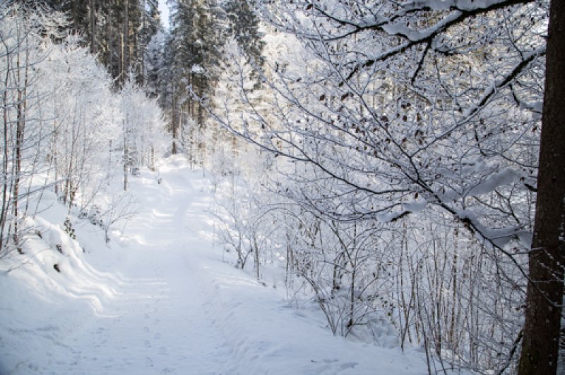 Waldbaden im Winter