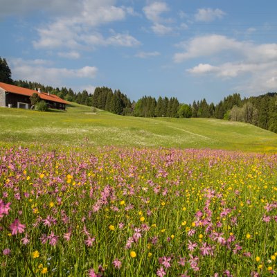 Im Frühling können Gäste zum Schwalbennest wandern und sich dabei der geführten Allgäuer Kräuterwanderung anschließen.