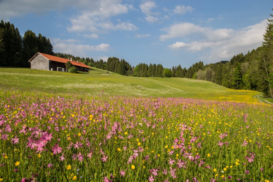 Im Frühling können Gäste zum Schwalbennest wandern und sich dabei der geführten Allgäuer Kräuterwanderung anschließen.