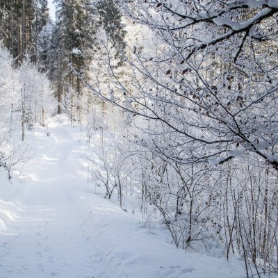 Beim Waldbaden im Winter stapfen Haubers Gäste durch tiefen Schnee, der einen Waldweg bedeckt.