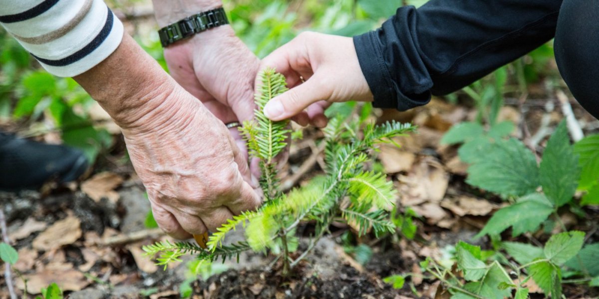 Baumpflanzaktion in Haubers Wald