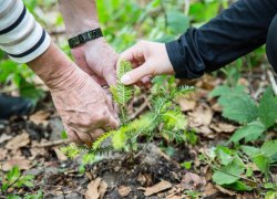 Baumpflanzaktion in Haubers Wald