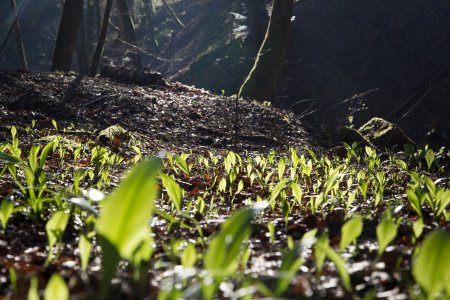 Bärlauchernte am Klimapfad