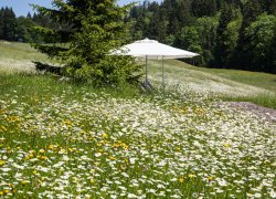 Liegen im Blumenmeer
