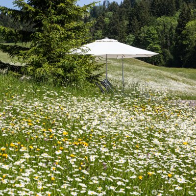 Liegen im Blumenmeer
