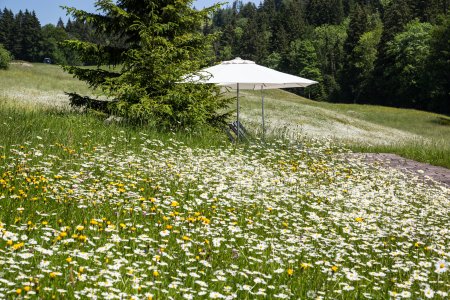 Liegen im Blumenmeer