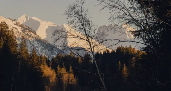 1767789 Schneebedeckte Berge und Bäume im Abendlicht