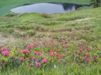 Alpenrosenblüte am Hörnlesee