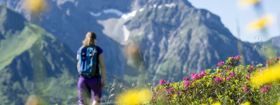 Alpenrosen Wandern Widderstein Dominik Berchtold (3) (c) Dominik Berchtold - Kleinwalsertal Tourismus eGen Fotograf Dominik B