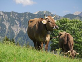 Allgäuer Braunvieh