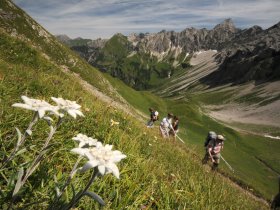 Edelweiss