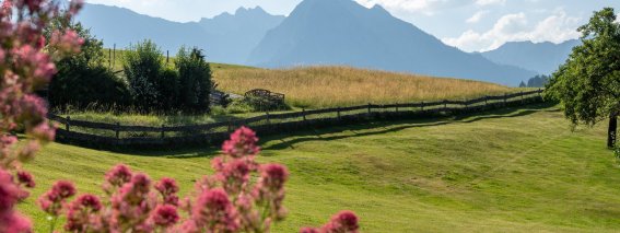 Blumen stehen im Vordergrund. Im Hintergrund sind Berge und ein Feld zu sehen. Der Himmel ist blau mit Wolken.
