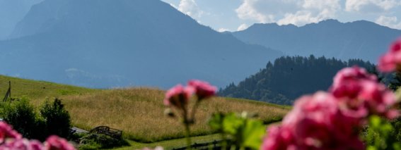 Blumen stehen im Vordergrund. Im Hintergrund sind Berge und ein blauer Himmel sichtbar. Es ist ein sonniger Tag.