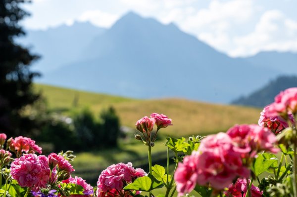 Blumen und Berge in der Natur am Nachmittag Im Vordergrund blühen pinke Blumen. Im Hintergrund sind Berge und ein grünes Feld zu sehen. Es ist Nachmittag.