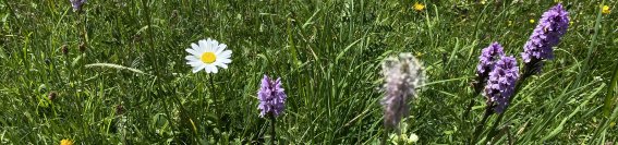 Haus Oyben Ferienwohnungen Wiese