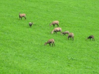 Natur pur: Wilde Gemsen im Feld hinterm Haus