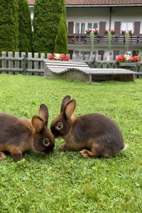 Zwei Kaninchen spielen auf der grünen Wiese vor einem Haus in der Nähe der Berge.