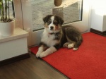 Die lieben Hunde...