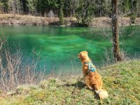 Hund mit See