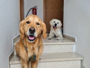 Hunde im Haus