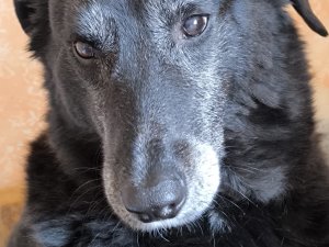 Hund dunkel