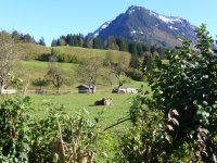 Grüne Gasse
