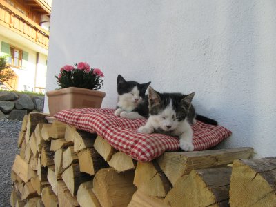 IMG 0575