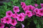 Blumenschmuck im Garten