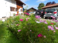 Blumenmeer am Parkplatz