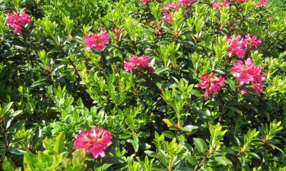 Alpenrosen