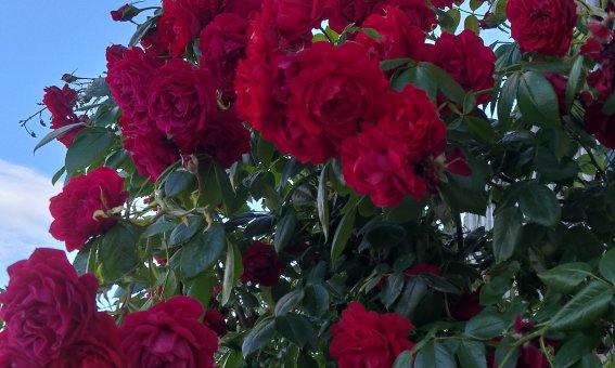 Ein großer Rosenstrauch mit roten Blüten steht unter einem klaren Himmel. Die Sonne scheint auf die Blüten.