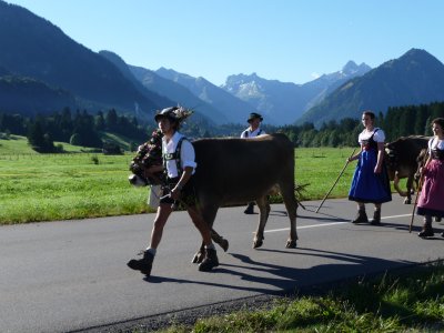 Viehscheid Schöllang