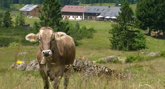 Hoermoos mit Schump