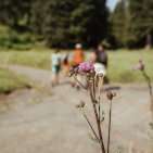 Wenn Du beim Wandern im Allgäu auf die Wiesen am Wegrand achtest, kannst Du viele einzigartige und besondere Blumen und Pflanzen entdecken.