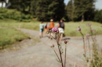 Wenn Du beim Wandern im Allgäu auf die Wiesen am Wegrand achtest, kannst Du viele einzigartige und besondere Blumen und Pflanzen entdecken.