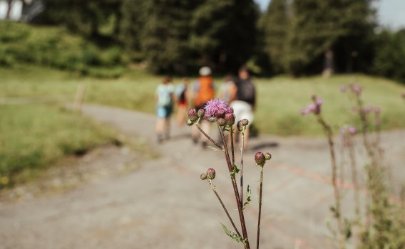 Die Allgäuer Natur beim Wandern entdecken Wenn Du beim Wandern im Allgäu auf die Wiesen am Wegrand achtest, kannst Du viele einzigartige und besondere Blumen und Pflanzen entdecken.