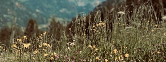Bergblumen