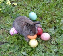 Zu Ostern ist´s bei uns bunt und fröhlich Osterspiele